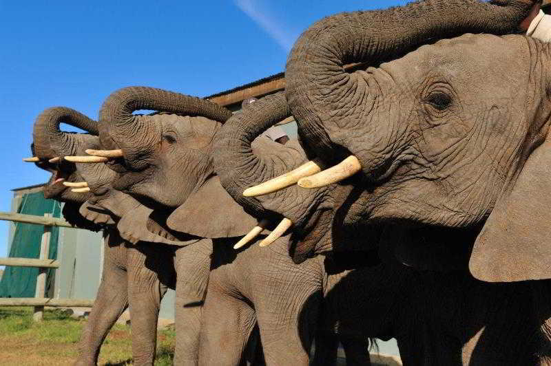 Kwantu Private Game Reserve Sidbury Luaran gambar